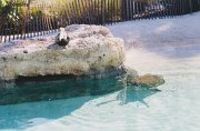 001-Sea World Orlando Florida